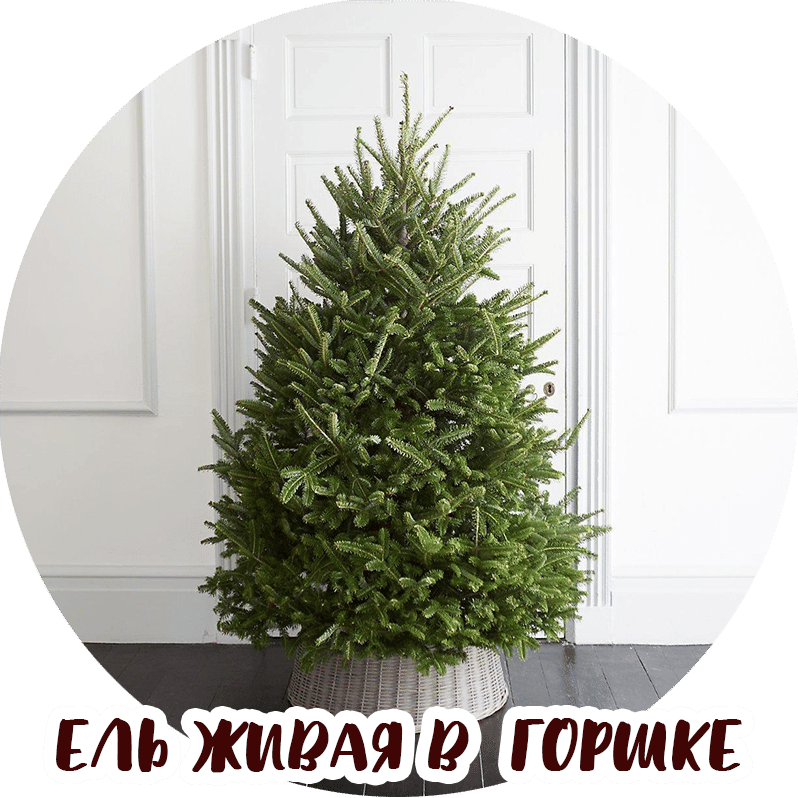 Ель живая новогодняя в горшке