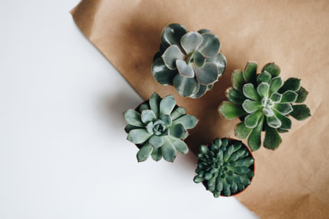 СУККУЛЕНТЫ