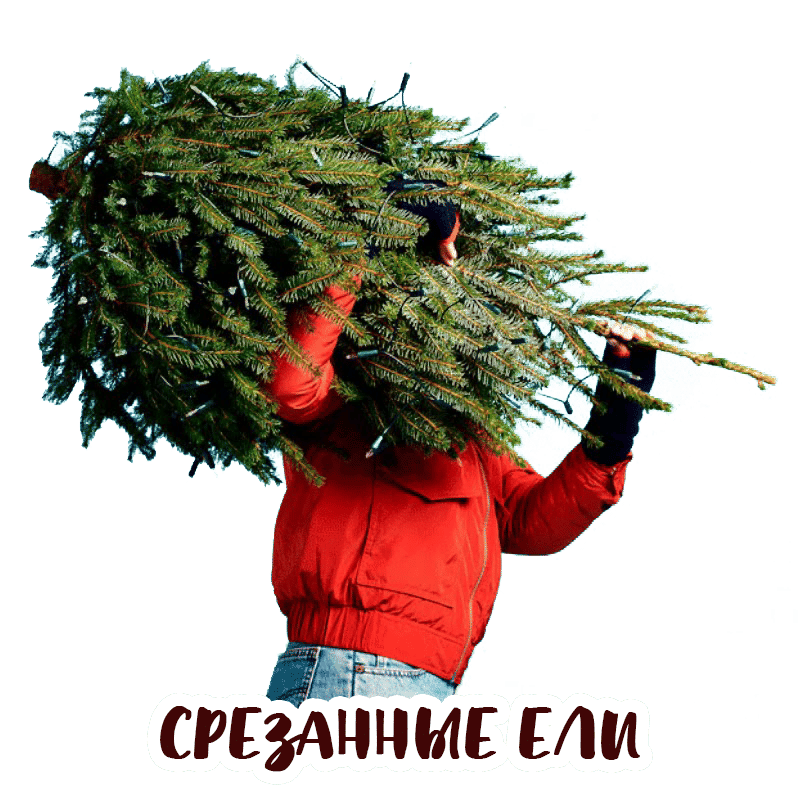 Хвоя, Елка новогодняя срезанная