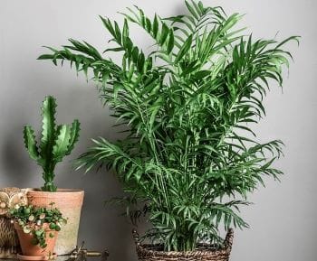 Пальмы и драцены