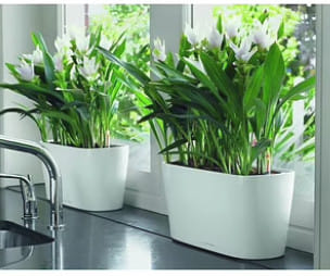 Умные кашпо Lechuza