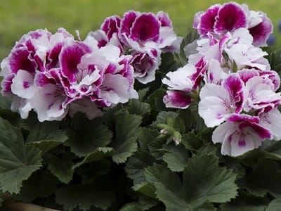 Пеларгония купить саженцы укоренённые черенки и кусты в горшке розница ...