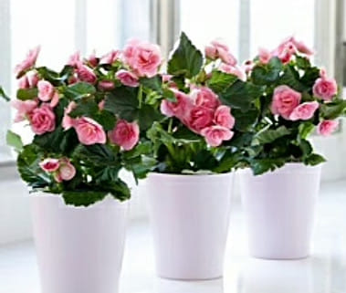 Горшки кашпо ящики