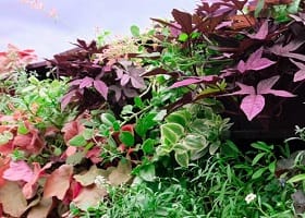 Вертикальное озеленение