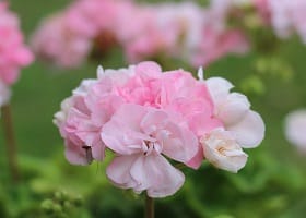 *Пеларгония