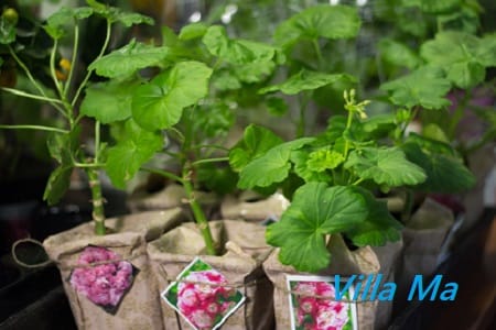 Коллекционные сорта