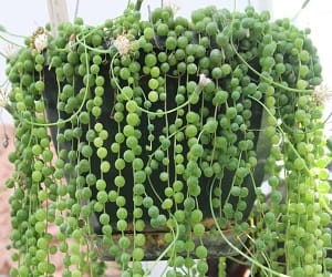 Ампельные и лианы