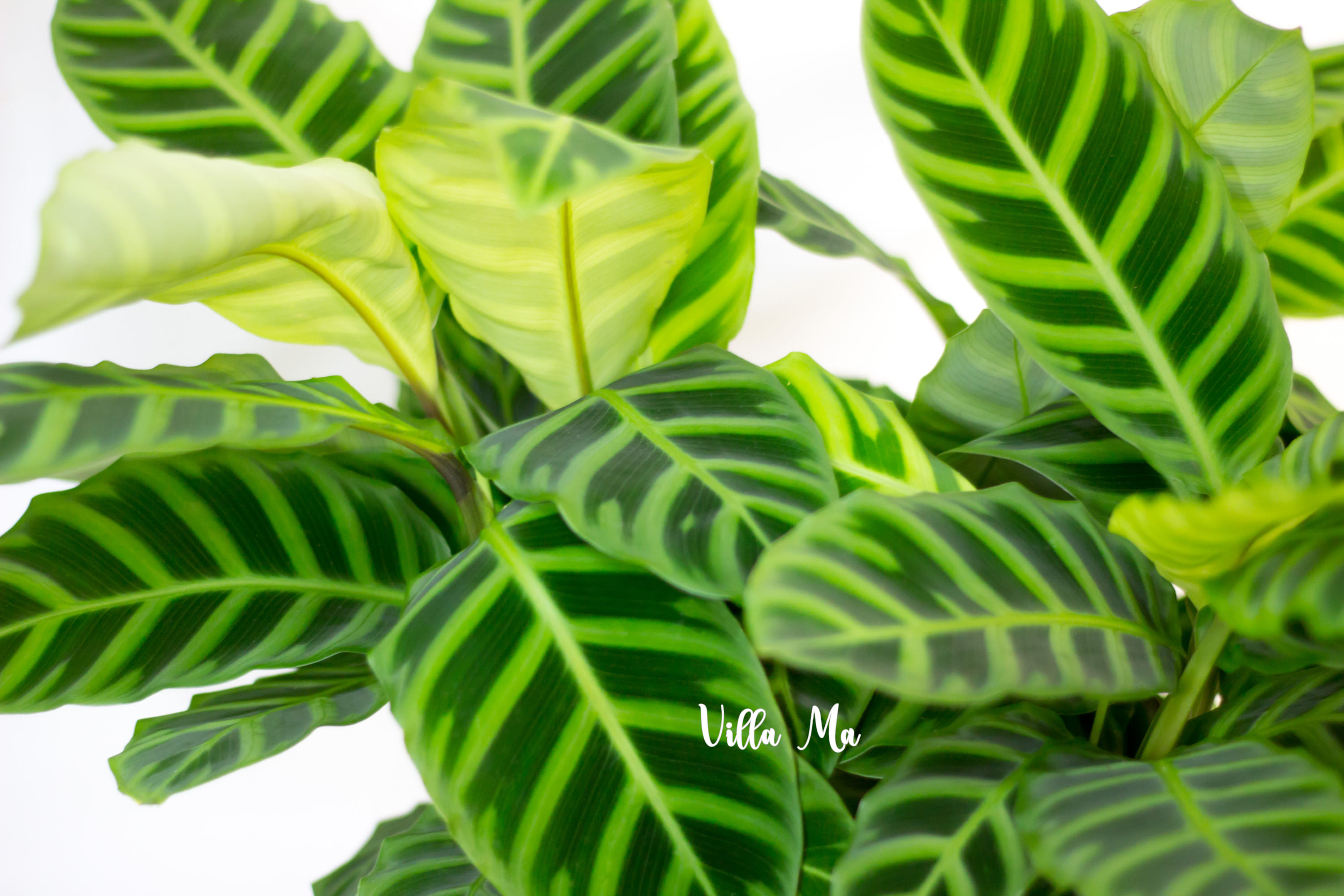 Домашняя зелень