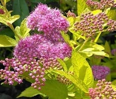 Аренда растений