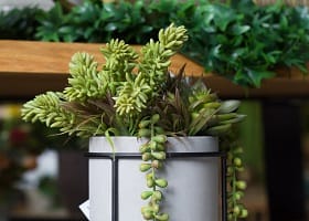 ИСКУССТВЕННЫЕ РАСТЕНИЯ