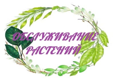 Фитодизайн и офисное обслуживание растений