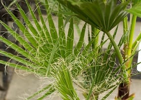 *Пальмы, Фикусы, Большие растения