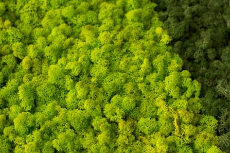 СТАБИЛИЗИРОВАННЫЙ МОХ