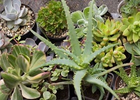 *Суккуленты, флорариумы, бансай
