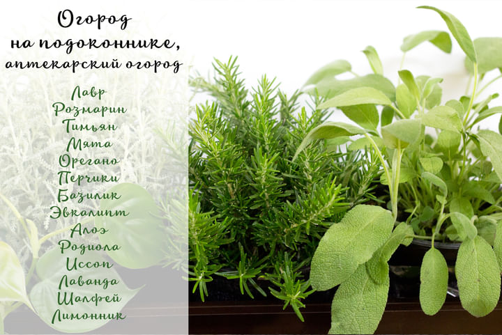 Огород на подоконнике