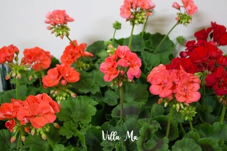 Для озеленения